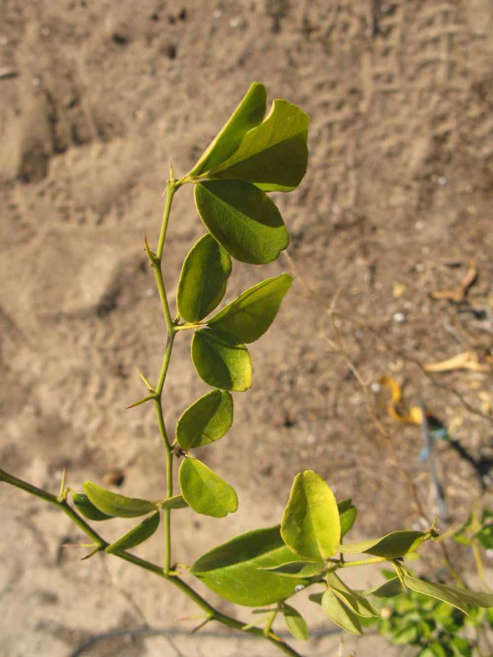            Sun leaves (Winter Haven, FL)   